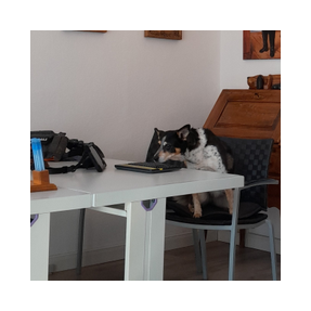 Unsere Hundedame sitzt am Schreibtisch und schaut gespannt über die Tastatur auf den Monitor.
