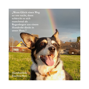 Unsere Hündin sitzt auf der Wiese. Hinter ihrem Kopf erstreckt sich ein wunderschöner Regenbogen.